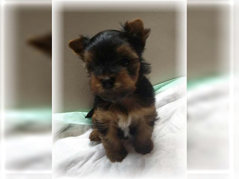 wunderschöne kleine dunkelbleibende Yorkiewelpen  Yorkshireterrier mit Papieren