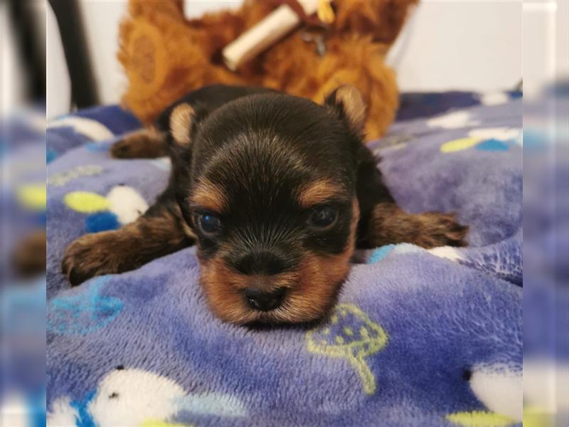 wunderschöne kleine dunkelbleibende Yorkiewelpen  Yorkshireterrier mit Papieren