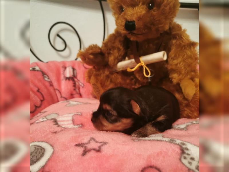 wunderschöne kleine dunkelbleibende Yorkiewelpen  Yorkshireterrier mit Papieren