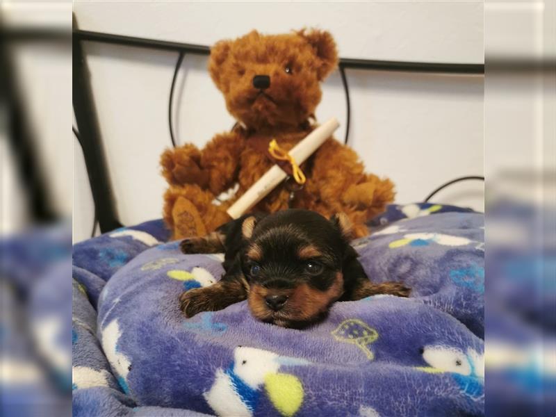 wunderschöne kleine dunkelbleibende Yorkiewelpen  Yorkshireterrier mit Papieren