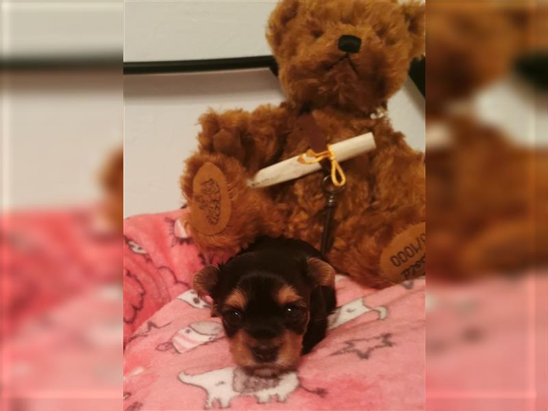 wunderschöne kleine dunkelbleibende Yorkiewelpen  Yorkshireterrier mit Papieren