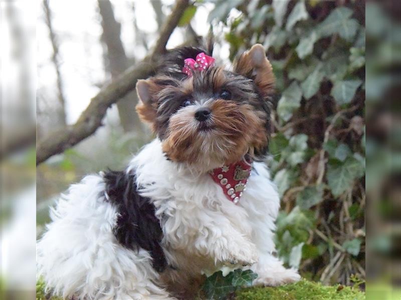 Yorkshire Terrier Mädchen aus Champion Verpaarung & Körzucht mit Stammbaum