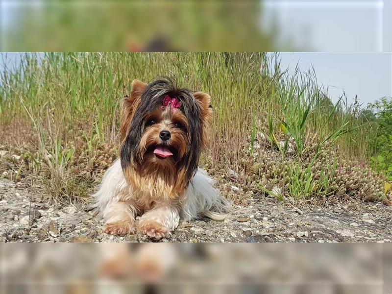 Yorkshire Terrier Biewer a la Pom Pon Mädchen aus Champion und Körzucht Verpaarung mit Stammbaum
