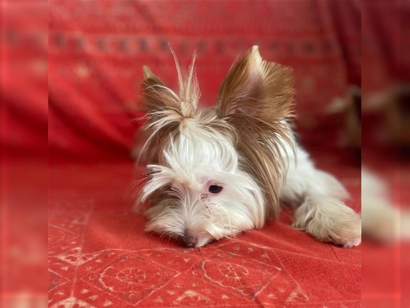 Biro Chocolate Yorkie