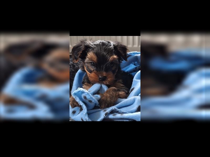 Yorkshire Terrier Welpe