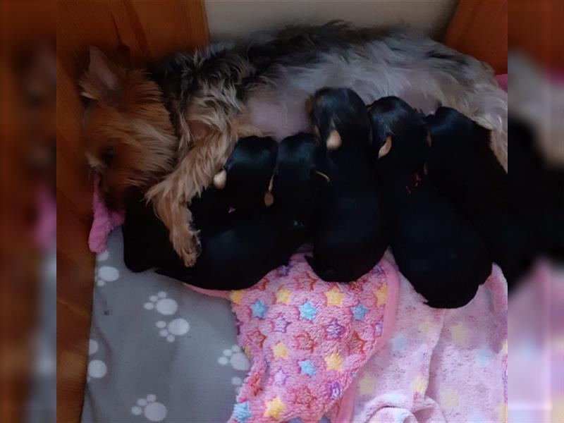 Yorkshire Terrier Welpen, Rü,Hü, mit Ahnentafel