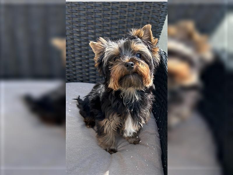 Kleiner Yorkshire Terrier abzugeben