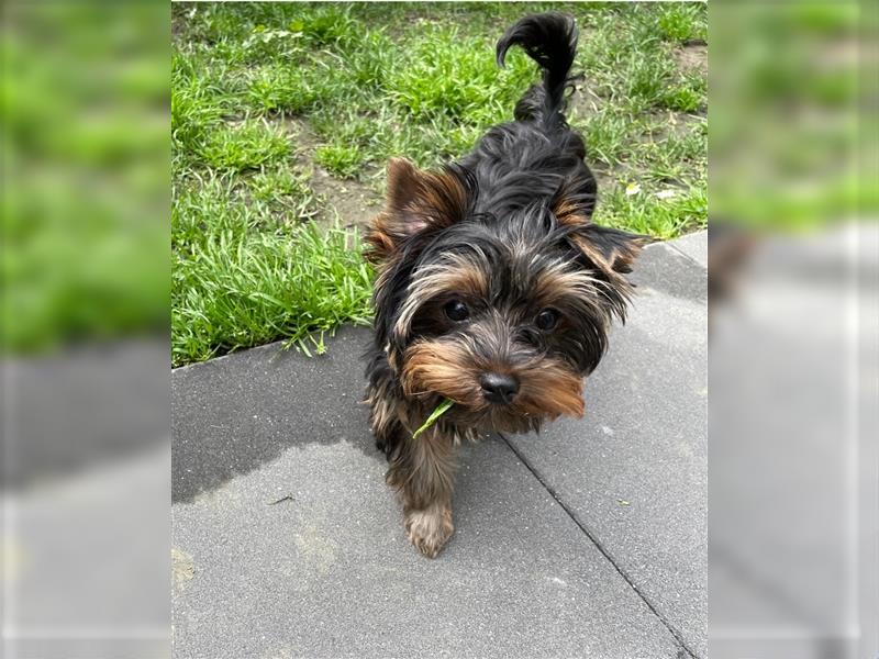 Kleiner Yorkshire Terrier abzugeben