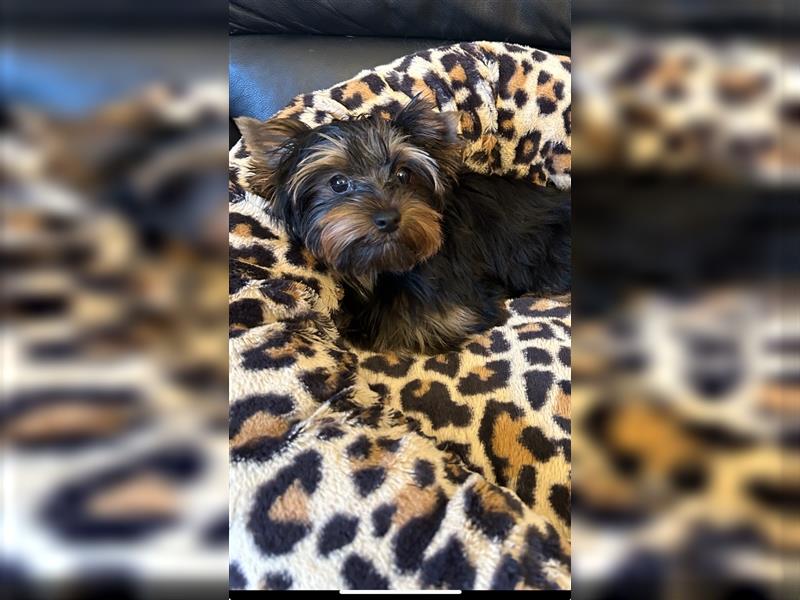 Kleiner Yorkshire Terrier abzugeben