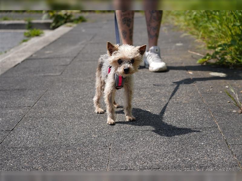 Bobi wartet in Duisburg