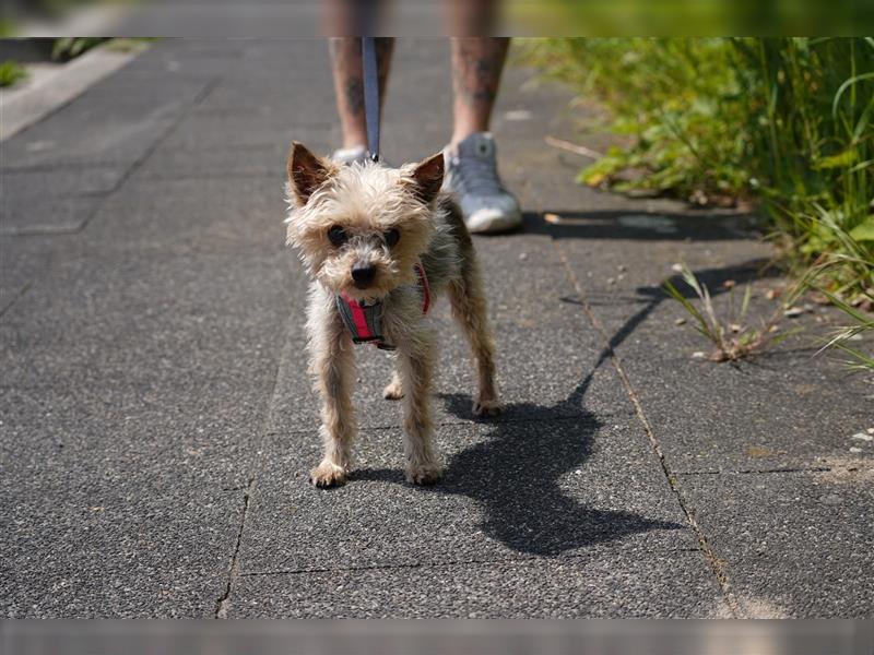 Bobi wartet in Duisburg