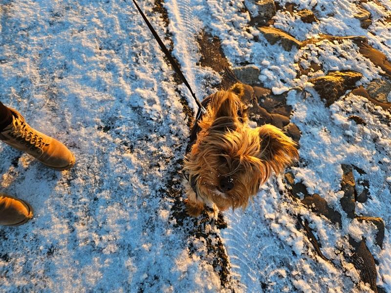Deckrüde Balou; reinrassiger Yorkshire Terrier