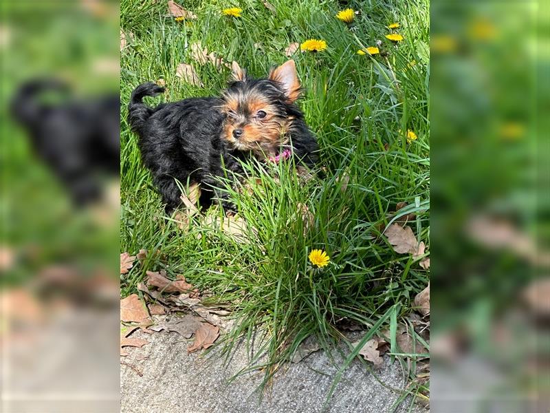 Deckrüde Yorkshire Terrier