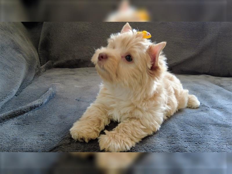 Yorkshire Terrier: Golddust Welpe mit Ahnentafel
