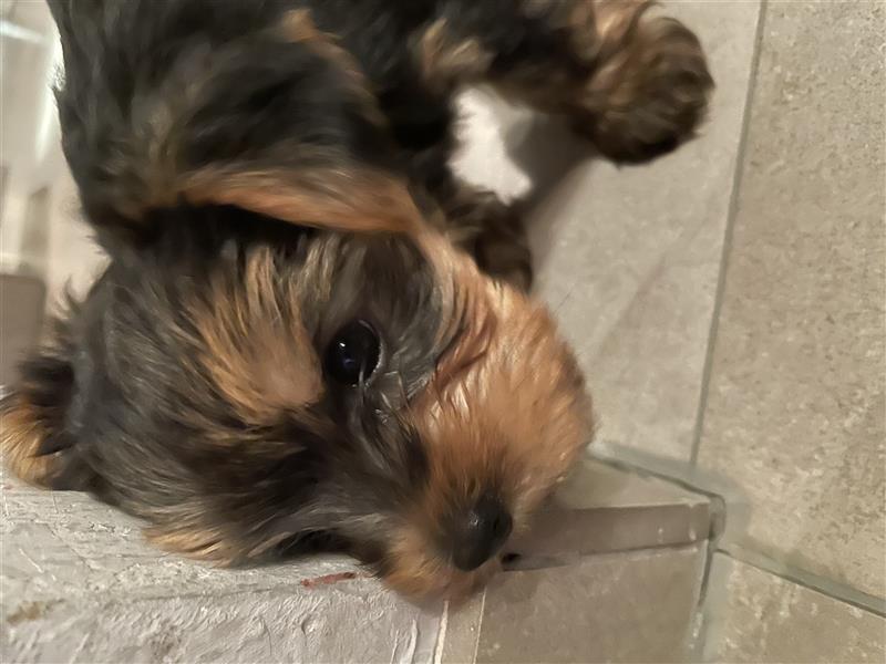 Yorkshire Terrier Welpen