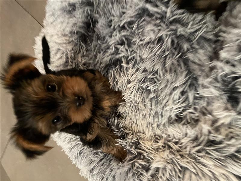 Yorkshire Terrier Welpen