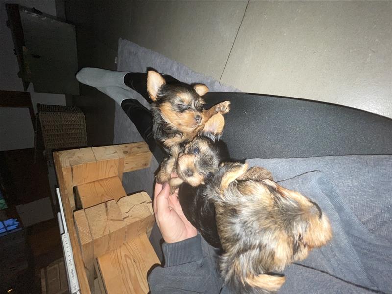 Yorkshire Terrier Welpen