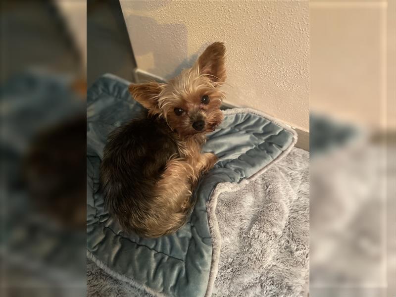 Yorkshire Terrier Welpen