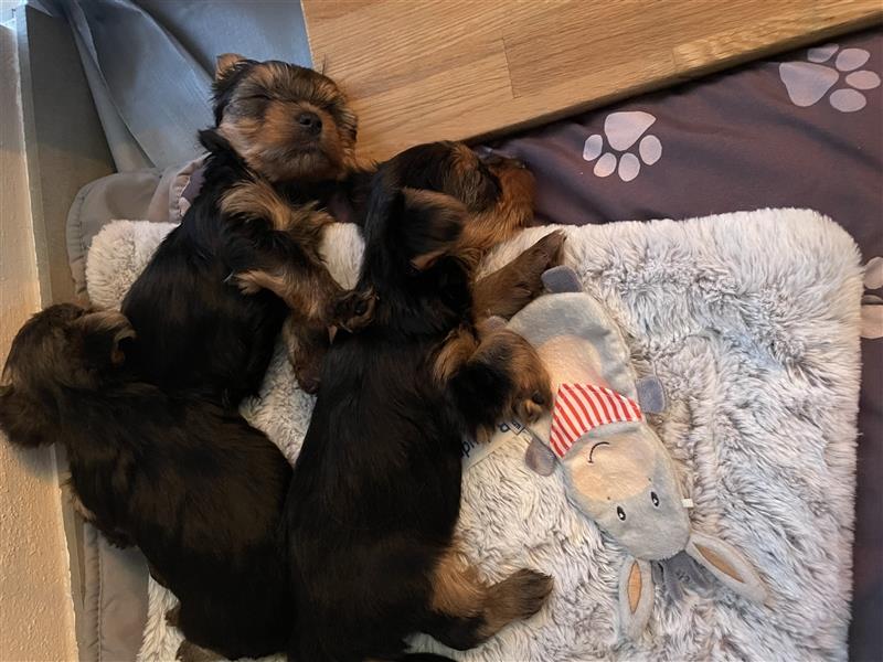 Yorkshire Terrier Welpen