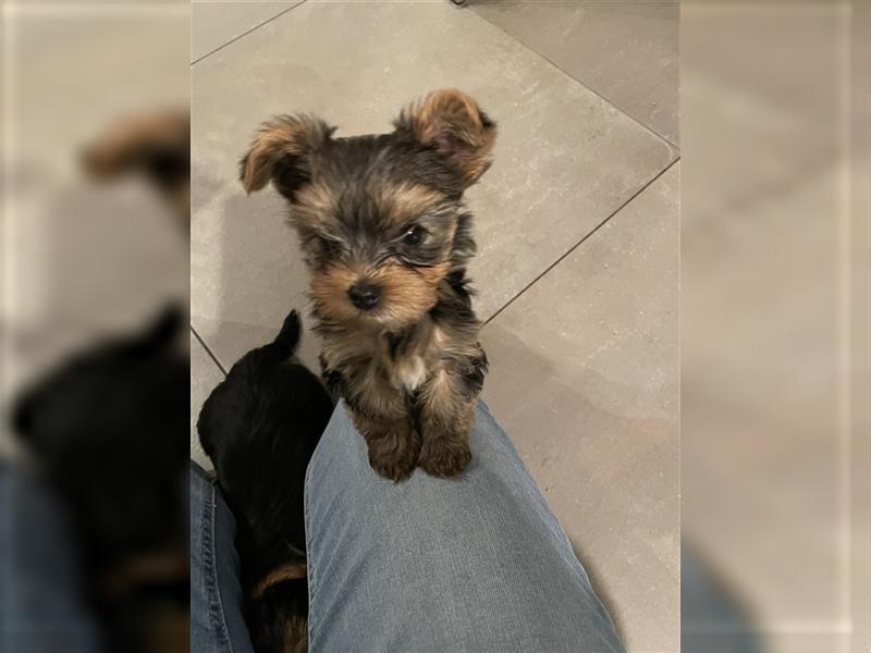 Yorkshire Terrier Welpen