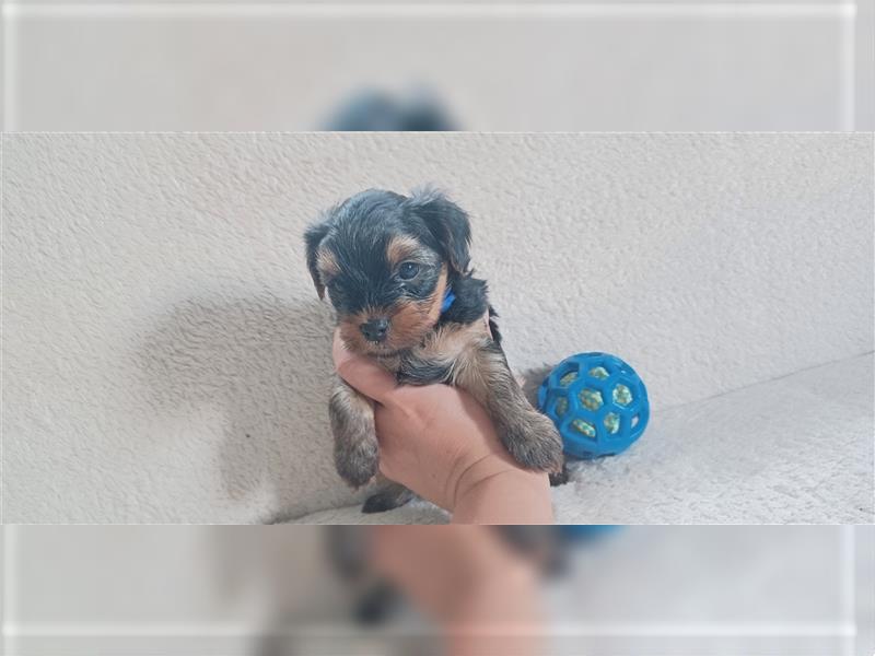 Yorkshire Terrier Welpe jetzt abzugeben