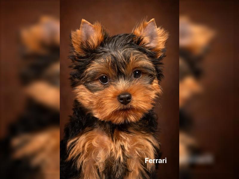 Exklusiver Reinrassiger Yorkshire Terrier Welpe Junge (Show-Class Hund)