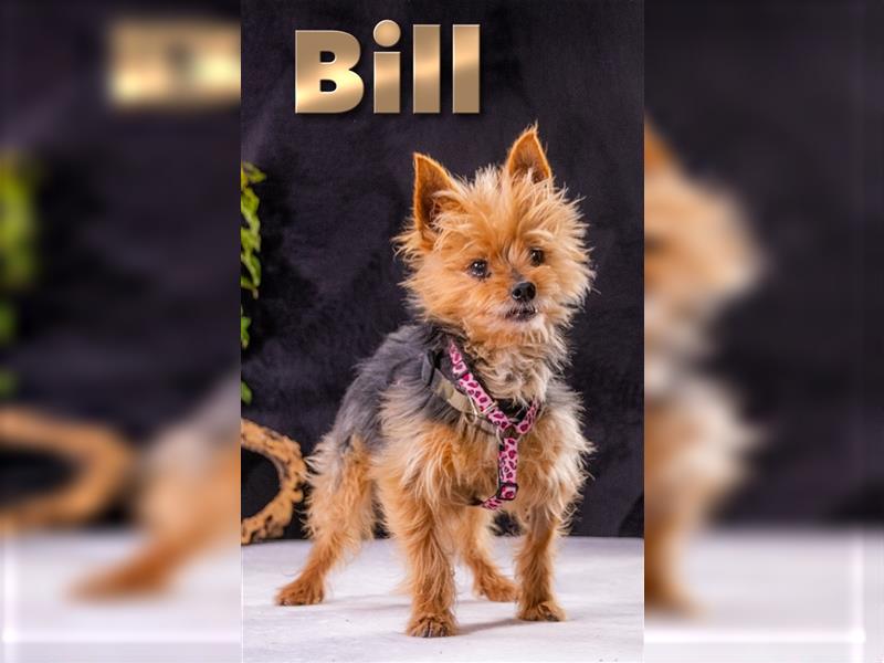 Bill – ein kleiner Punk