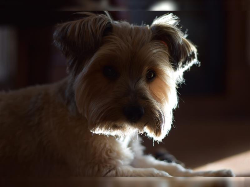 Wunderschönen hellcremefarbener Yorkshire Terrier DECKRÜDE