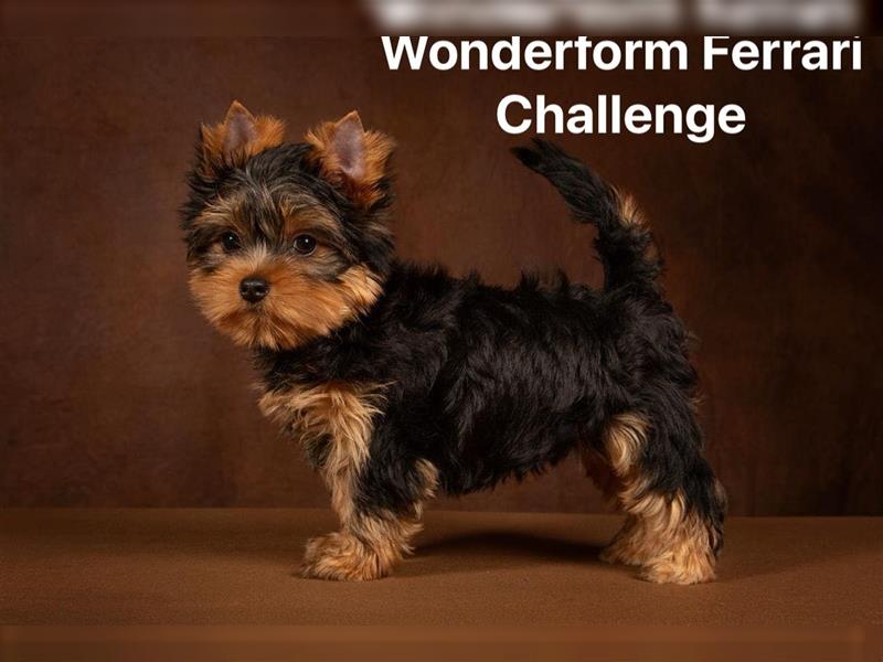 Exklusiver Reinrassiger Yorkshire Terrier Welpe Junge (Show-Class Hund)