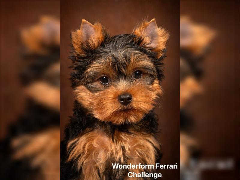 Exklusiver Reinrassiger Yorkshire Terrier Welpe Junge (Show-Class Hund)