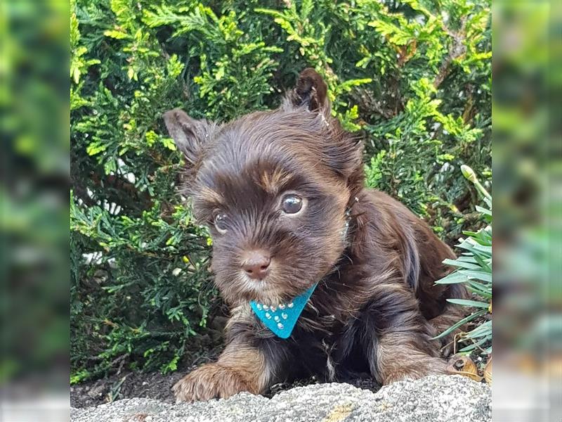 Yorkshire Terrier Rüde aus Champion Verpaarung & Körzucht mit Stammbaum