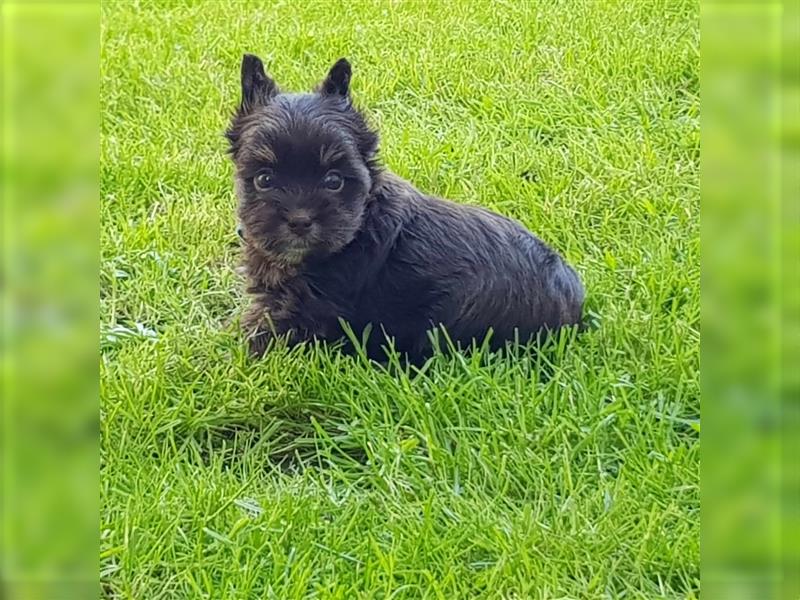 Yorkshire Terrier Rüde aus Champion Verpaarung & Körzucht mit Stammbaum