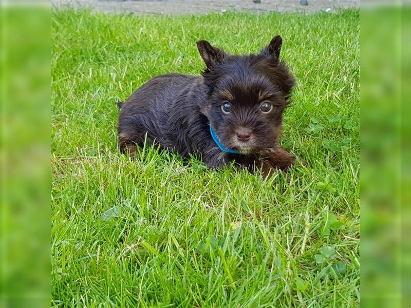 Yorkshire Terrier Rüde aus Champion Verpaarung & Körzucht mit Stammbaum