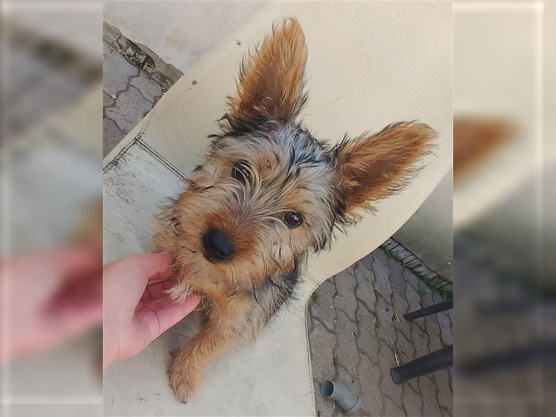 2 süße Yorkshire Terrier Mix Welpen DRINGEND!!!