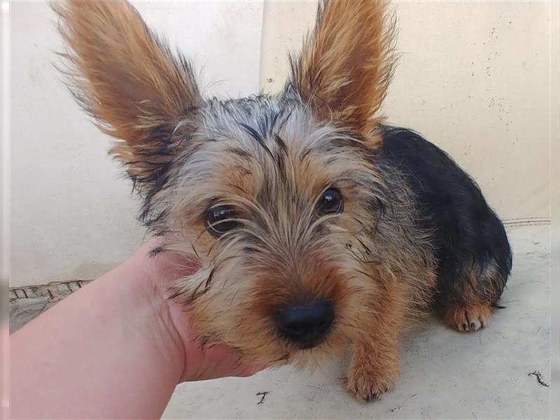 2 süße Yorkshire Terrier Mix Welpen DRINGEND!!!