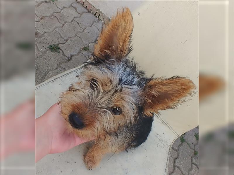 2 süße Yorkshire Terrier Mix Welpen DRINGEND!!!