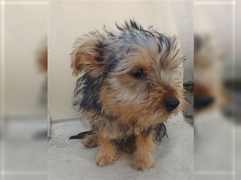 2 süße Yorkshire Terrier Mix Welpen DRINGEND!!!