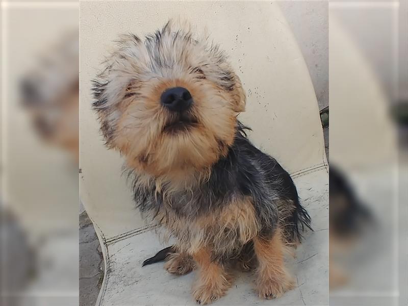 2 süße Yorkshire Terrier Mix Welpen DRINGEND!!!