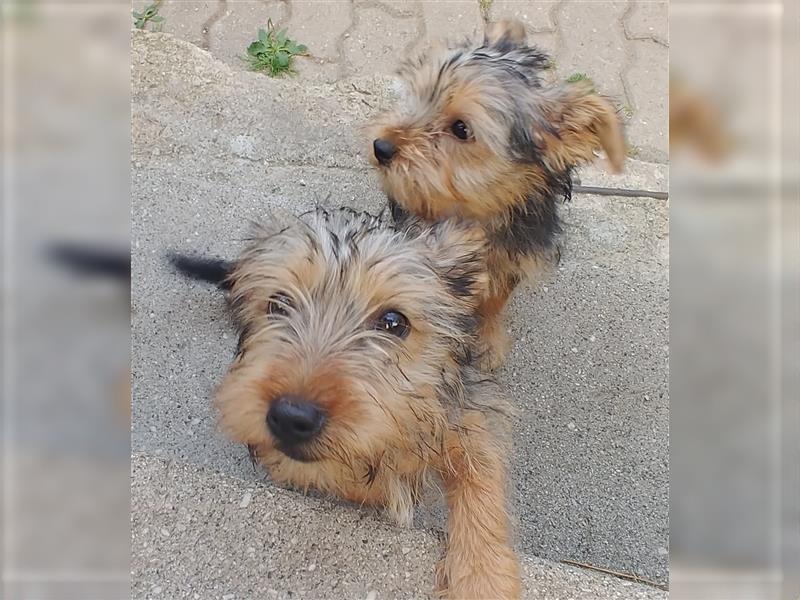 2 süße Yorkshire Terrier Mix Welpen DRINGEND!!!