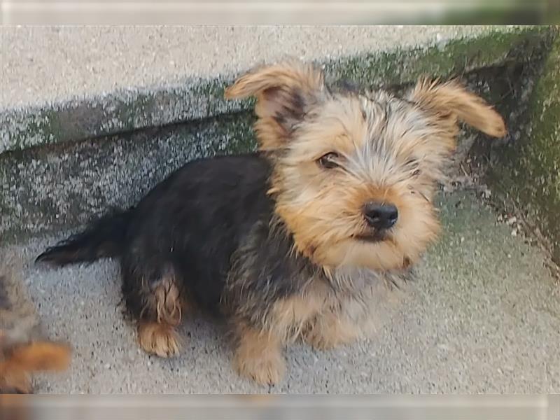 2 süße Yorkshire Terrier Mix Welpen DRINGEND!!!