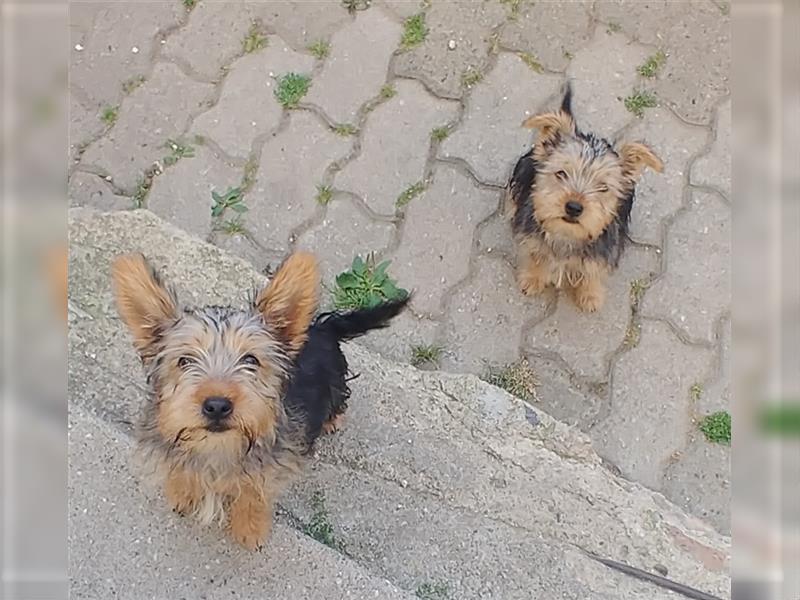 2 süße Yorkshire Terrier Mix Welpen DRINGEND!!!