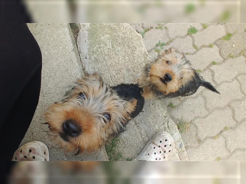 2 süße Yorkshire Terrier Mix Welpen DRINGEND!!!