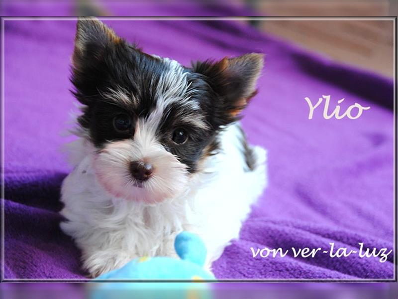 zwei kleine Biro Yorkshire Terrier Welpen