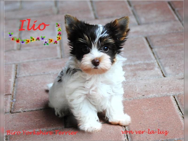 zwei kleine Biro Yorkshire Terrier Welpen