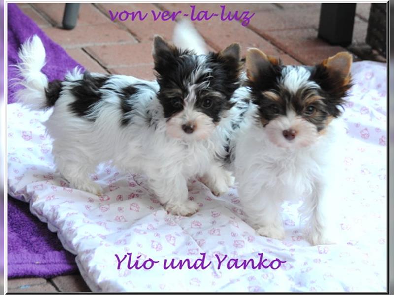 zwei kleine Biro Yorkshire Terrier Welpen