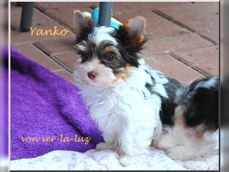 zwei kleine Biro Yorkshire Terrier Welpen