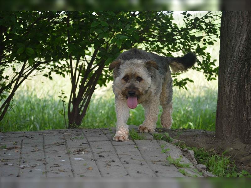 Anakin-SI, jahrelang missverstanden, sucht seine Famile