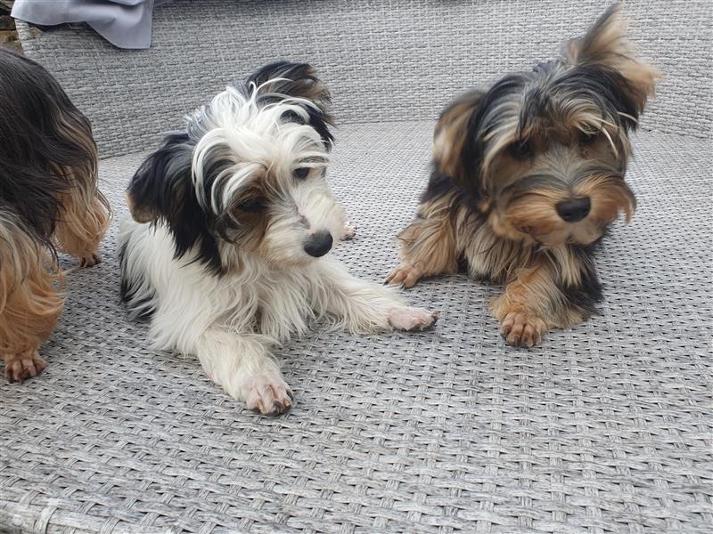 Aufgeweckte Schmusebären suchen ihre Herzens-Familie - Yorkshire-Terrier Rüden