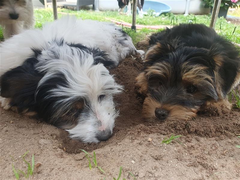 Aufgeweckte Schmusebären suchen ihre Herzens-Familie - Yorkshire-Terrier Rüden