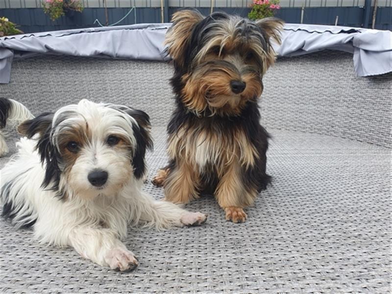 Aufgeweckte Schmusebären suchen ihre Herzens-Familie - Yorkshire-Terrier Rüden